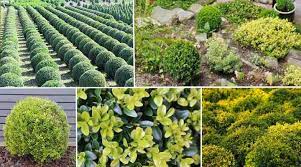 shrubs and bushes for landscaping