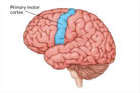primary motor cortex damage symptoms