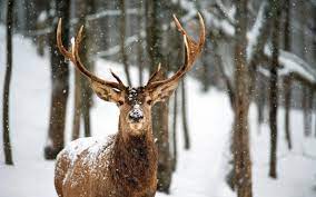 Deer in Snow Wallpapers - Top Free Deer ...
