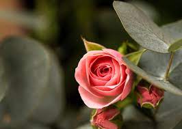 natural rose images free on