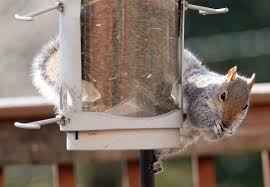 bird feeders best squirrel proof feeders