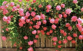 English Rose Garden Hd Wallpaper