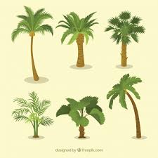 Various Types Of Palm Trees Vector Free Download