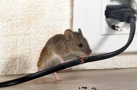 How To Mouse Proof Your House Fresno