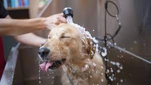 washing and brushing your dog rspca