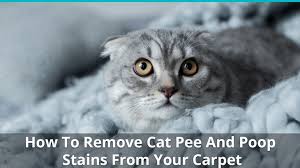 how to remove cat and stains