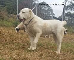 The result is a very smart, obedient, and trustworthy dog. Alabai Australia Central Asian Shepherd Dog Alabai Photos