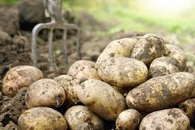 the best 11 potato varieties to grow at