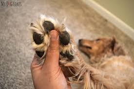 nails with wagglies dog nail clippers