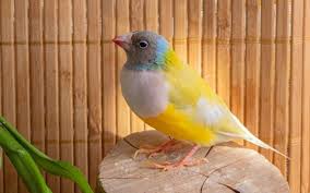 gouldian finches a great pet bird to