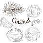 how to draw a coconut from www.istockphoto.com