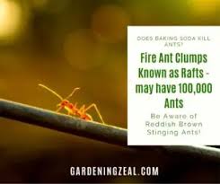 does baking soda kill ants burning