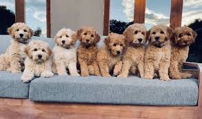 poodle cross breed pet dogs