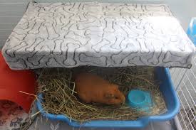 litter training your guinea pig