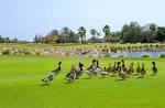 Doha Golf Club in Doha - Tours and Activities | Expedia
