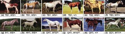 Coat Colour Phenotypes Of Horses With