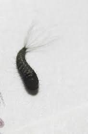 carpet beetle larva atenus