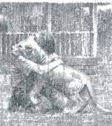 KS1 Book Topic: The Butterfly Lion | Teach Primary