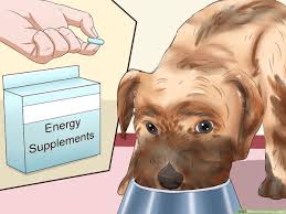 4 ways to fatten up a dog wikihow