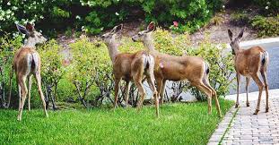 Deer Proofing Your Gardens Surefire
