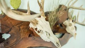 Taxidermy Plaques Mount Your Deer