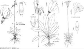 Primulaceae - FNA