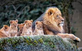 Lion Family Background Hd Widescreen ...