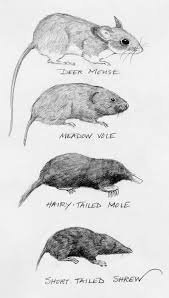 Shrew Or Mole Mouse Or Vole The