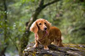 long haired dachshund characteristics