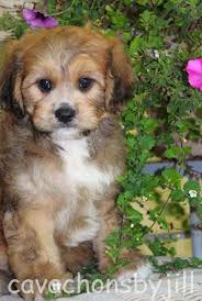 Click here to view more videos >. Cavachons By Jill We Breed For Calm Beautiful Cavachons Family Raised Cavachon Puppies Baby Dogs Cavachon