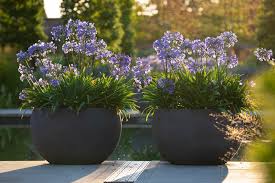 How To Plant Up A Container Rhs Gardening
