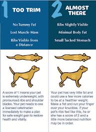How To Tell If Your Pets Are Overweight