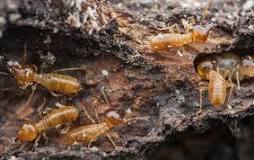 Do termites eat pressure treated wood?