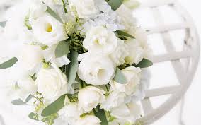 ผล๥าร๨้นหารูปภาพสำ​หรับ White rose