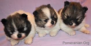 Lots of room, freedom and socialization for them to enjoy. Milk For Baby Pomeranian Puppies