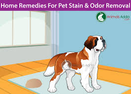 remove pet stains and odors
