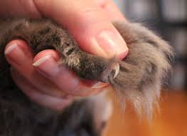 how to trim your cat s nails adopt a pet