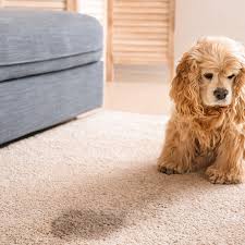 jdog carpet cleaning