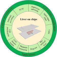 recent advances in liver on chips