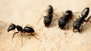 carpenter ants a small guide for