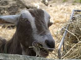 15 free diy goat hay feeder plans you