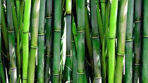 planting bamboo for privacy pros and cons