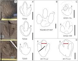 Dinosaur Footprint Assemblage From The Lower Cretaceous Khok