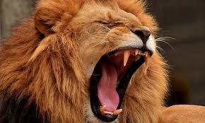 Le lion, le roi pas si fainéant des animaux ! | RCF