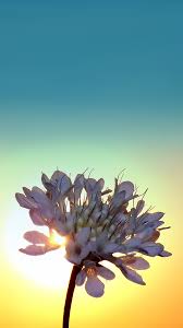 sunrise flower wallpaper hd iphone