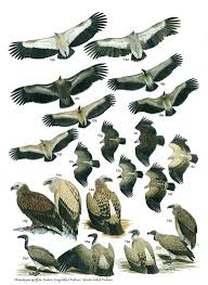 Identification Guide Save Vultures