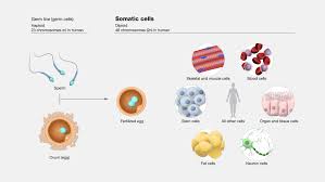 somatic cells