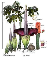 University's prized corpse flower blooms. Rare Corpse Flower About To Bloom At U Of I Greenhouse Illinois