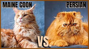 maine cat vs persian cat you