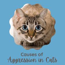 Aggressive Behavior In Cats